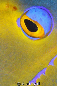 Queen Angelfish - eye and cheek detail by Alan Lyall 